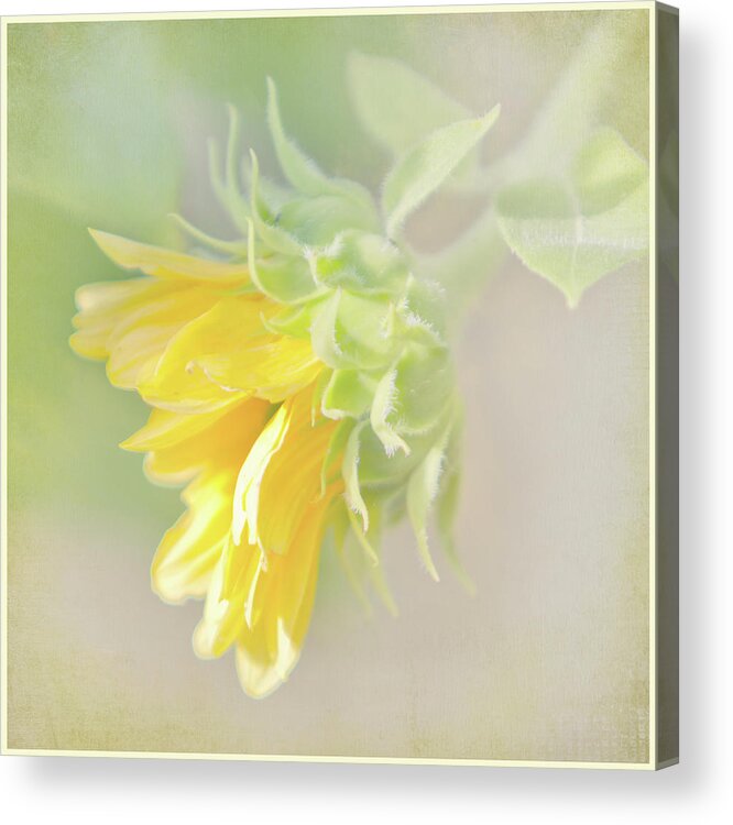 Sunflower Acrylic Print featuring the photograph Soft Yellow Sunflower Just Starting to Bloom by Patti Deters