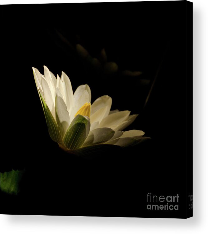 Floral Acrylic Print featuring the photograph Spotlight on Waterlily Nature Floral Botanical Night Photo by PIPA Fine Art - Simply Solid