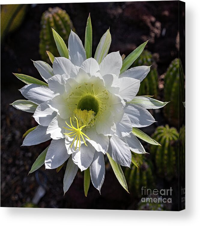 Cactus Acrylic Print featuring the photograph Spring Cactus Flower by Roslyn Wilkins