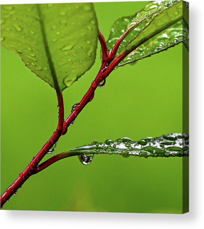 Spring Acrylic Print featuring the photograph Spring Rain by Kevin Suttlehan