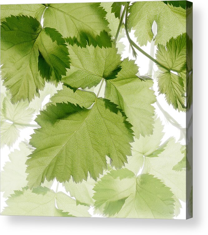 Berry Leaves Acrylic Print featuring the photograph Squared Berry Leaves I by Marsha Tudor