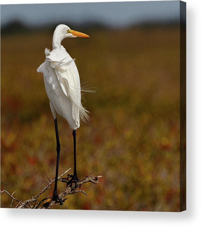 Bird Acrylic Print featuring the photograph Standing in the Wind by Les Greenwood