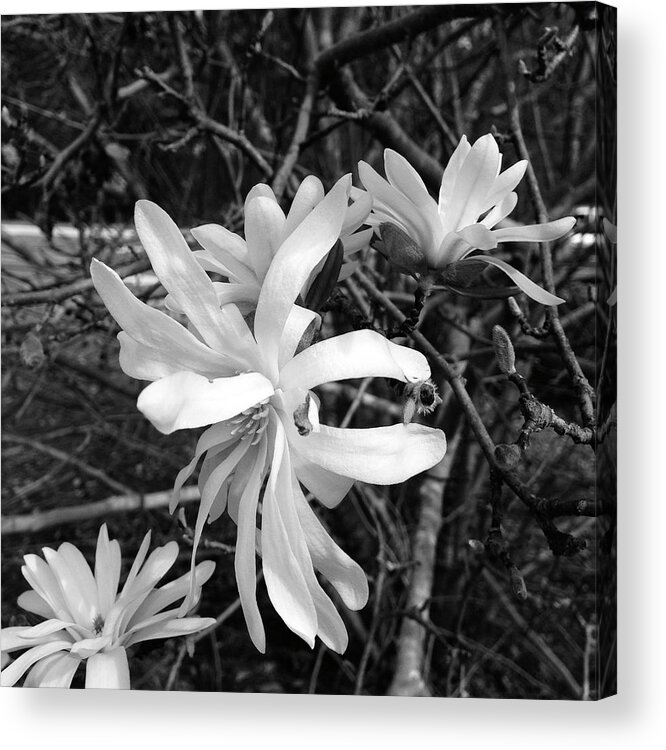  Acrylic Print featuring the photograph Star Magnolia by Heather E Harman
