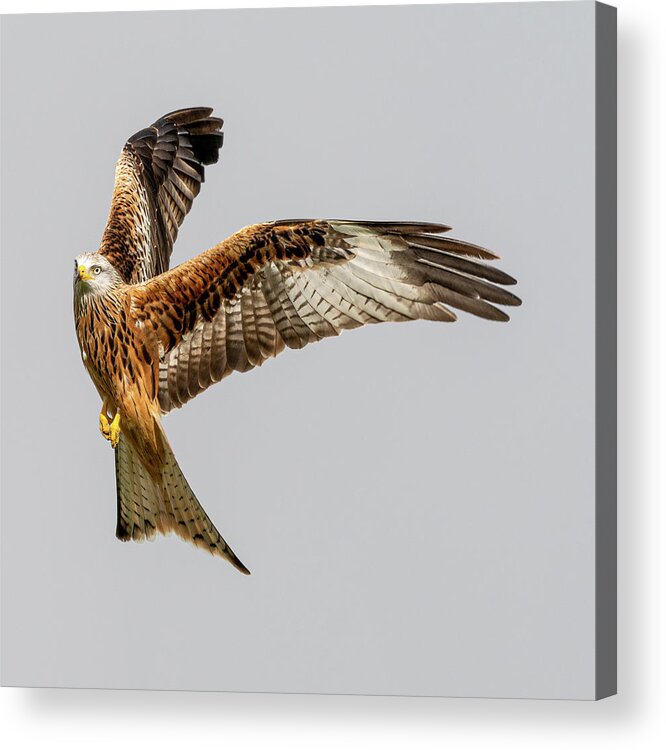 Red Kite Acrylic Print featuring the photograph Startled Red Kite by Mark Hunter