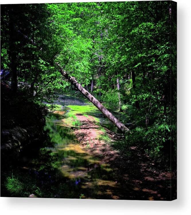 Forest Acrylic Print featuring the photograph Stream Through the Woods by George Taylor