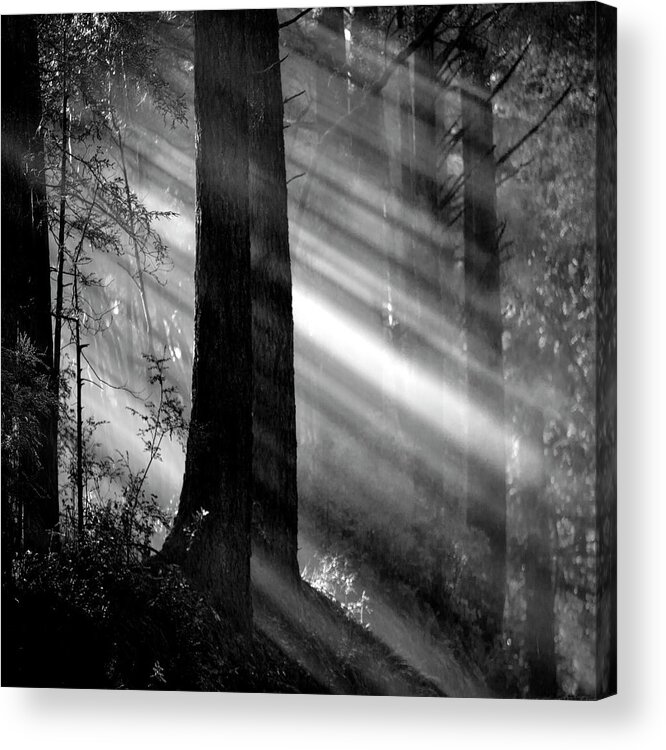 Streaming Sunlight Acrylic Print featuring the photograph Streaming sunlight by Donald Kinney