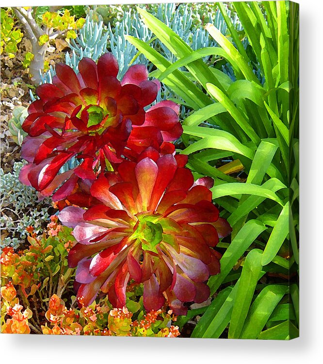 Succulent Acrylic Print featuring the painting Succulent Garden by Amy Vangsgard