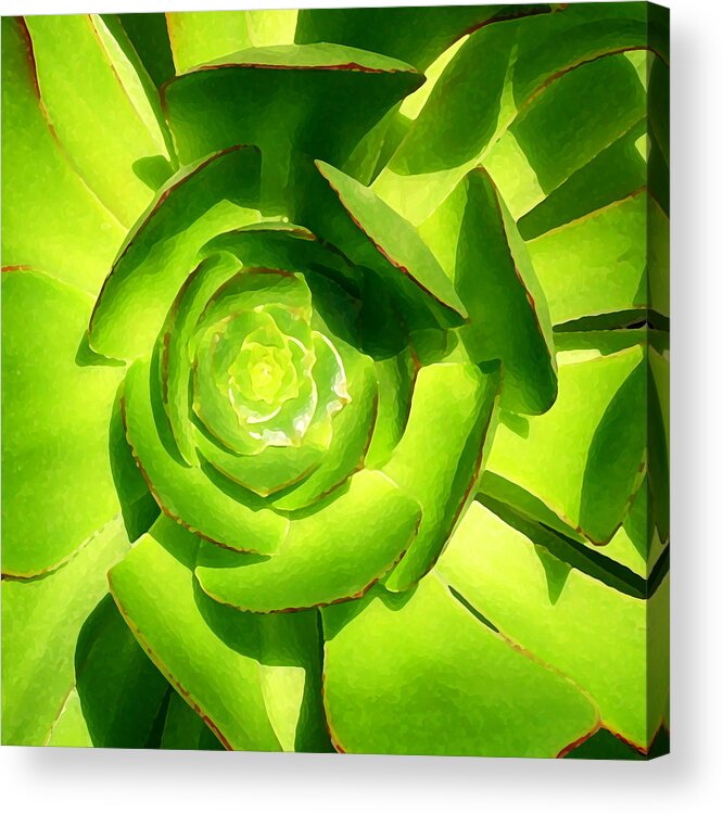 Succulent Acrylic Print featuring the photograph Succulent Square Close Up 5 by Amy Vangsgard