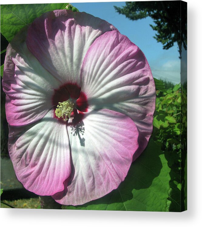 Pink Flower Acrylic Print featuring the photograph Summer Garden Flower 4 AUG 2020 by Jaeda DeWalt