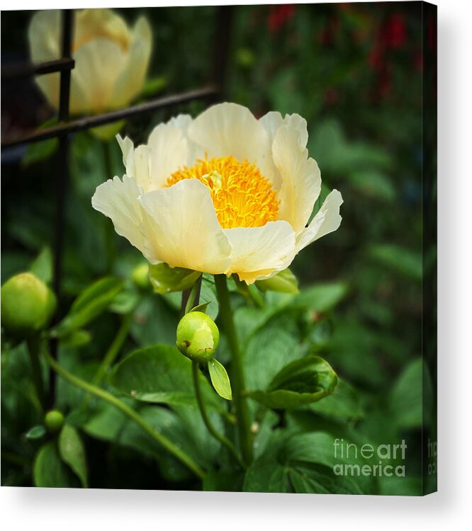 Sun And Moon Peony Acrylic Print featuring the photograph Sun and Moon Peony by Jeanette French