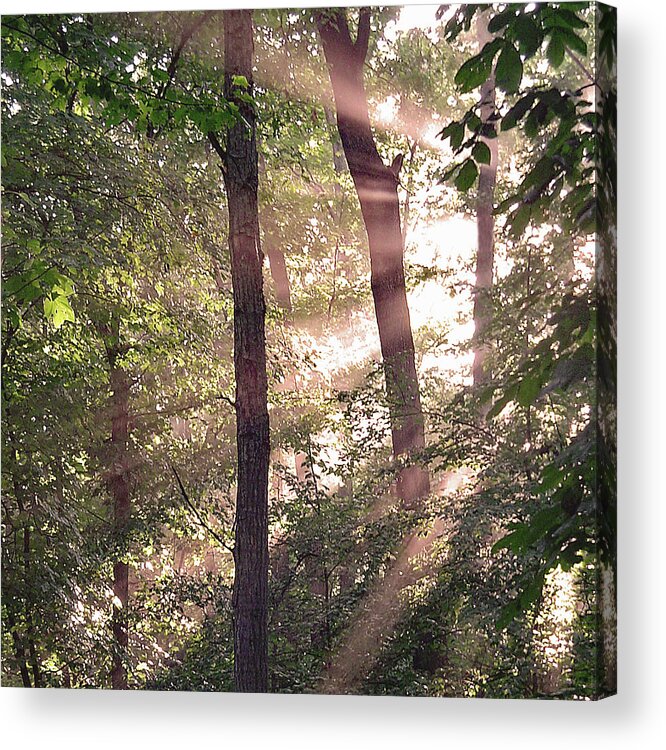 Trees Acrylic Print featuring the digital art Sun Rays in Virginia by Nancy Olivia Hoffmann