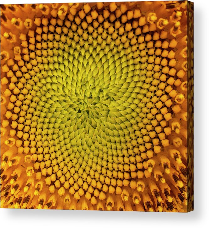 Pattern Acrylic Print featuring the photograph Sunflower Abstract by Karen Rispin