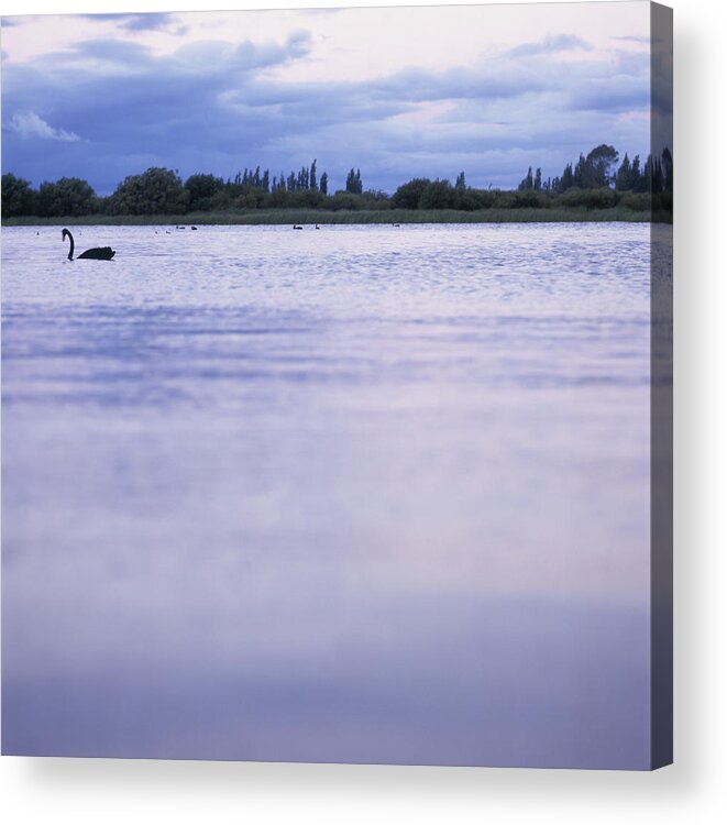 Animal Themes Acrylic Print featuring the photograph Swan on Lake at Sunset by Heidi Coppock-Beard