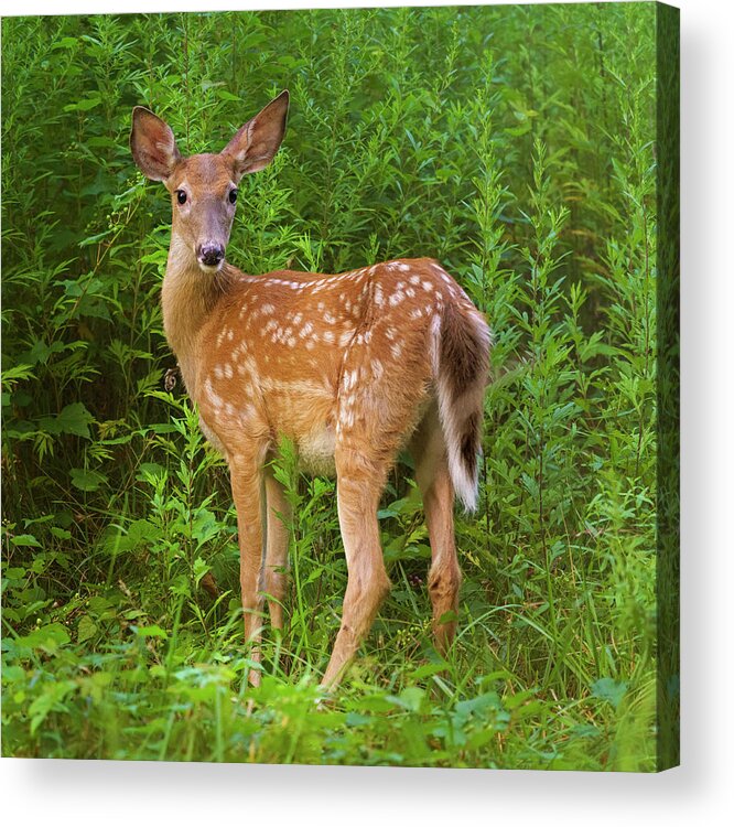 Fawn Acrylic Print featuring the photograph Sweet Fawn in a Thicket by Marianne Campolongo