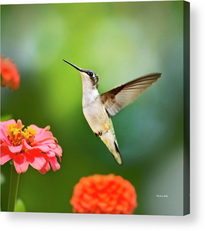 Hummingbirds Acrylic Print featuring the photograph Sweet Promise Hummingbird Square by Christina Rollo