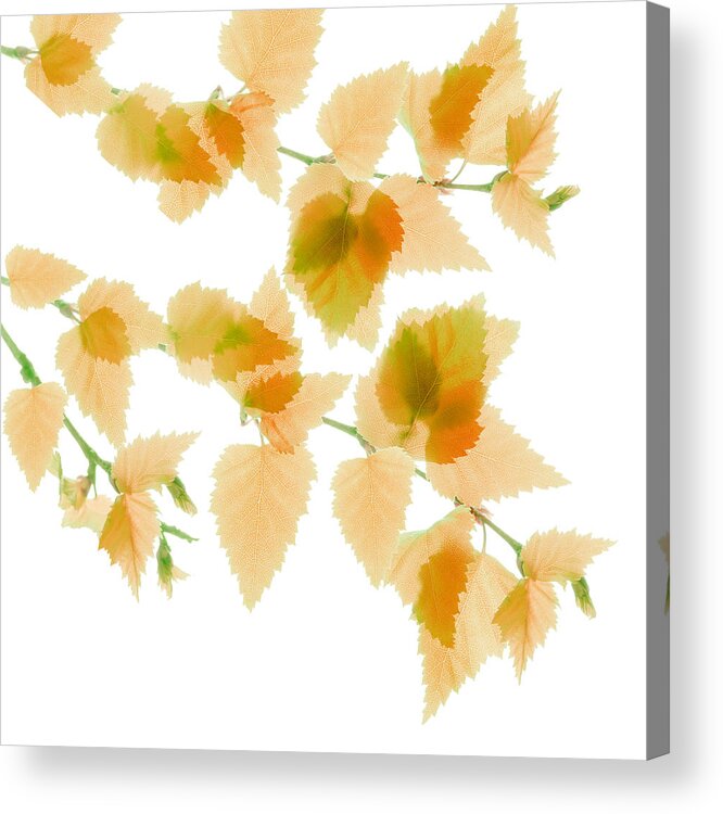 Betula Acrylic Print featuring the photograph Tangerine Birch Babies by Marsha Tudor
