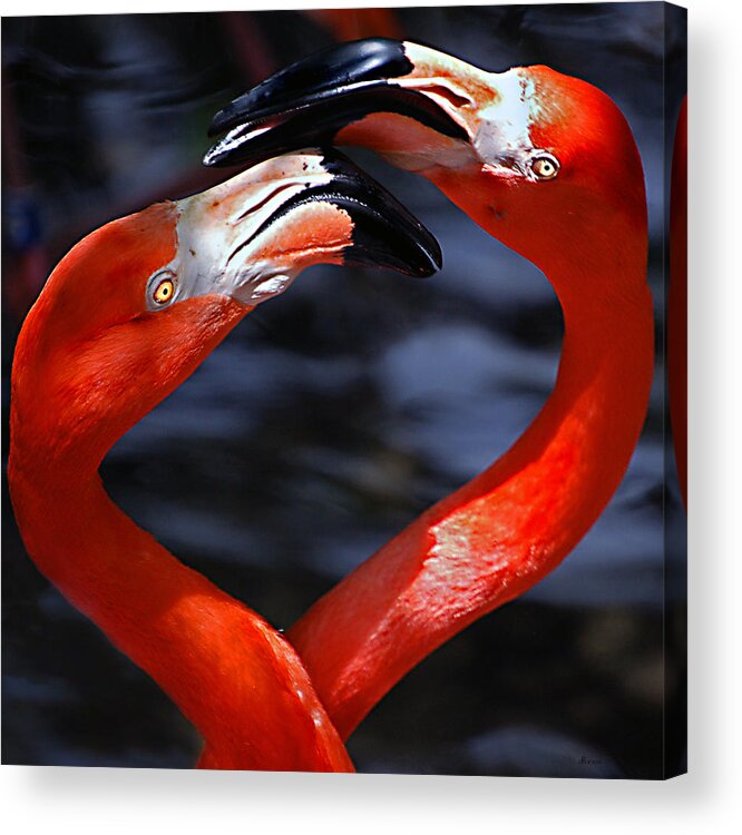Donna Proctor Acrylic Print featuring the photograph Tangled In Love by Donna Proctor