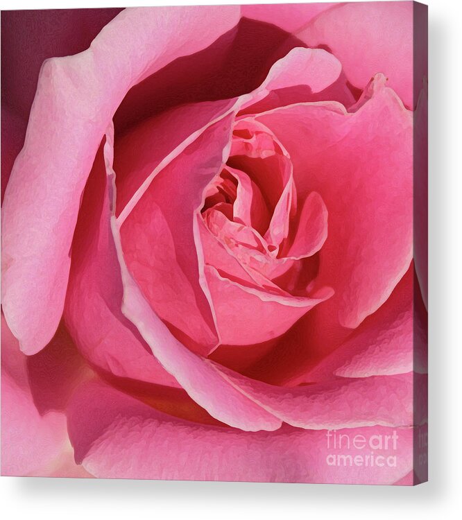 Rose; Roses; Flowers; Flower; Floral; Flora; Pink; Pink Rose; Pink Flowers; Digital Art; Photography; Painting; Simple; Decorative; Décor; Macro; Close-up Acrylic Print featuring the photograph The Beauty of the Rose by Tina Uihlein