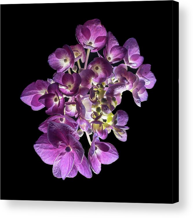 Bigleaf Hydrangea Acrylic Print featuring the photograph Finale in Purple by Kevin Suttlehan
