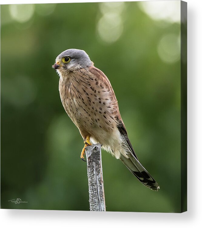 Kestrel Acrylic Print featuring the photograph The male Kestrel hunting on top of a round pole by Torbjorn Swenelius