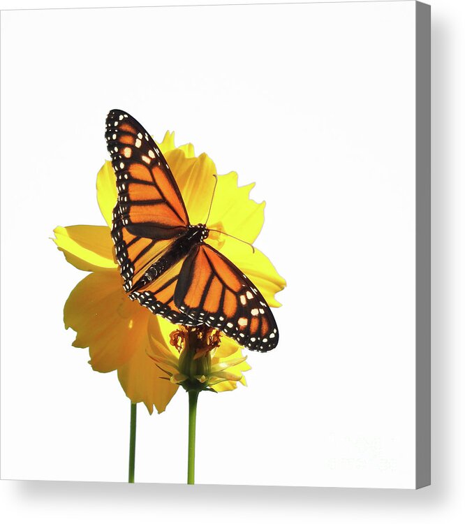 Monarch Butterfly Acrylic Print featuring the photograph The Monarch Butterfly by Scott Cameron