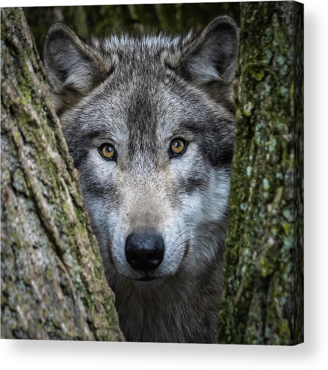 Wolf Acrylic Print featuring the photograph The Stare by Laura Hedien