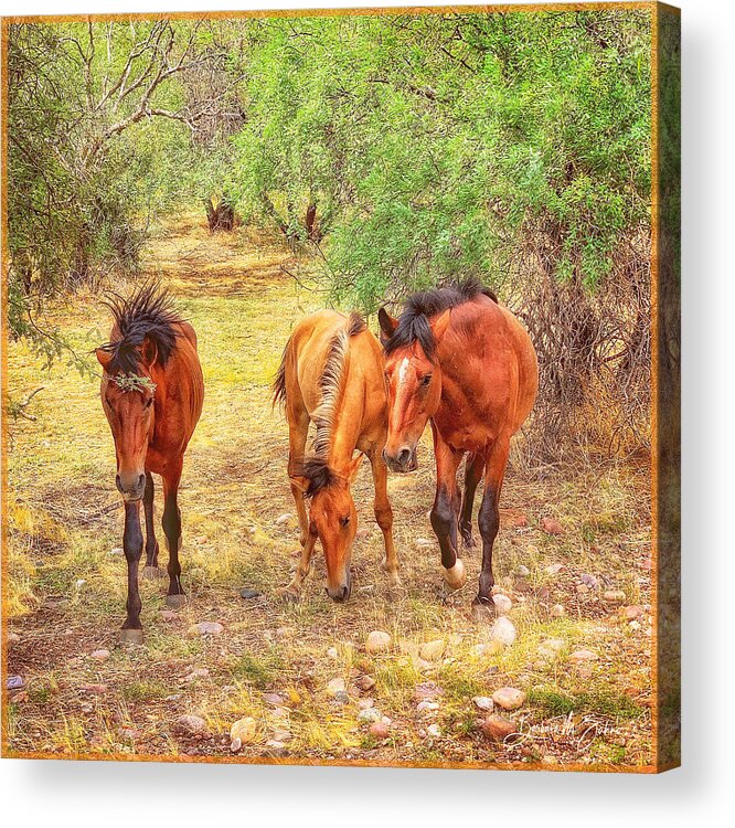 Horses Acrylic Print featuring the photograph Three Bachelors by Barbara Zahno