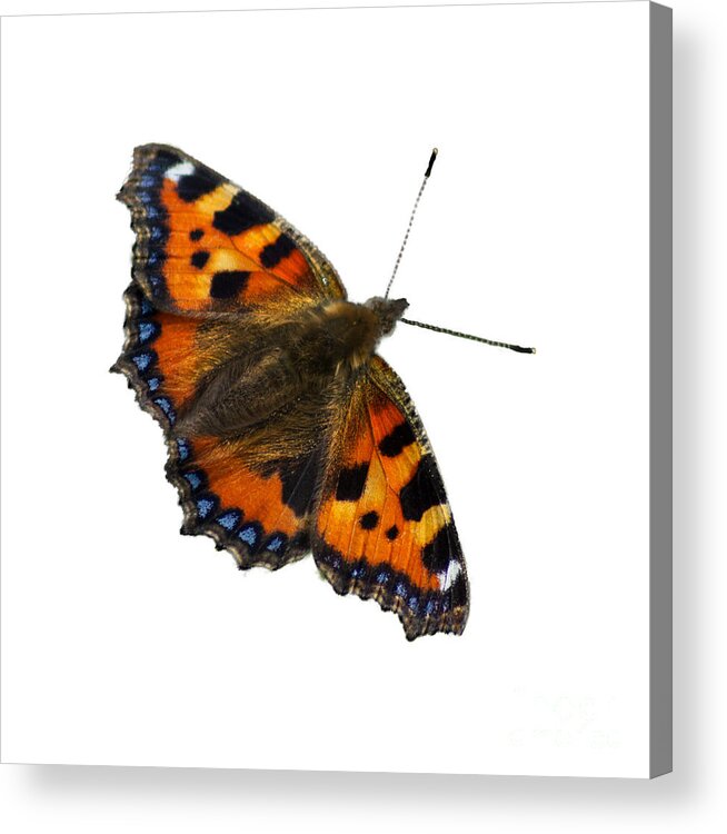 Tortoiseshell Acrylic Print featuring the photograph Tortoiseshell butterfly, taken at Dove Stone Reservoir, by Pics By Tony