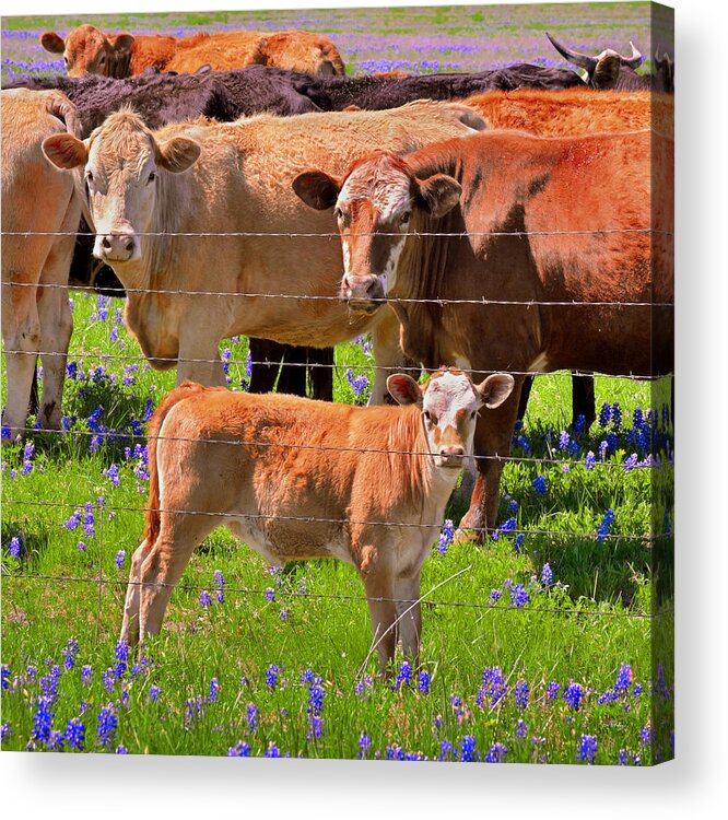 Texas Bluebonnets Acrylic Print featuring the photograph Totally Texas - Cow calf Bluebonnets - Wildflowers Landscape by Jon Holiday