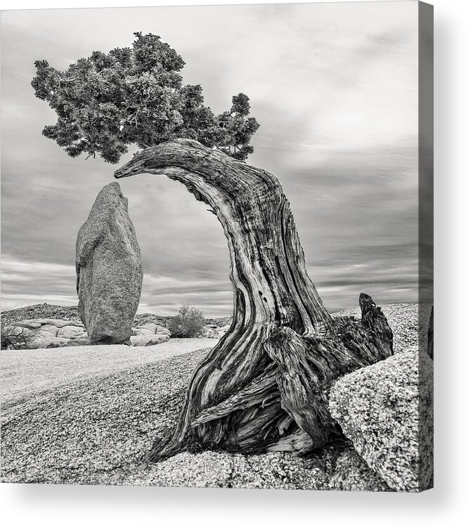 Joshua Tree Acrylic Print featuring the photograph December 2021 Tree and Obelisk - Re-Edit by Alain Zarinelli