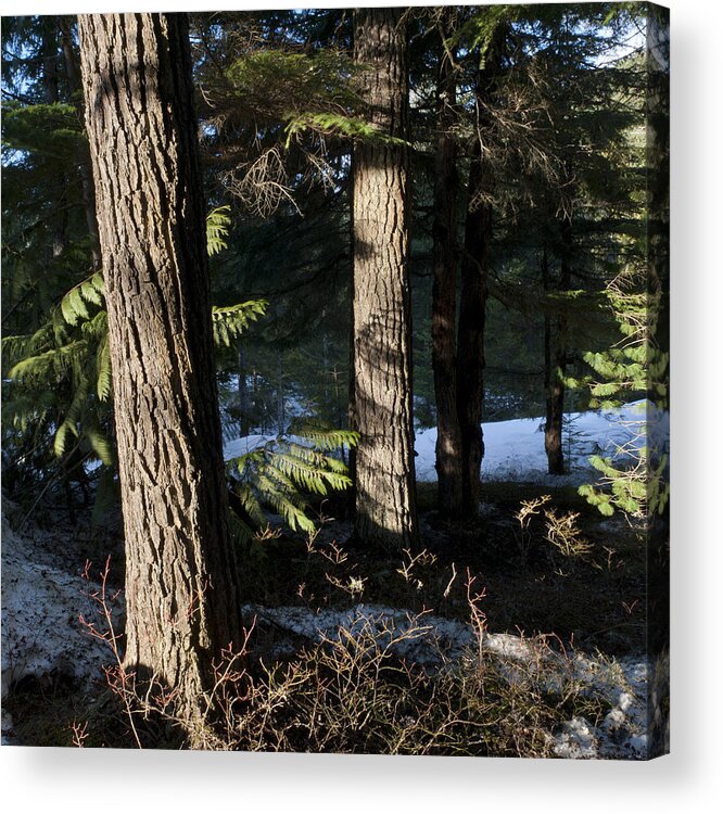 Snow Acrylic Print featuring the photograph Trees in a forest by Fotosearch