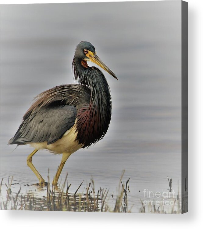 Tricolored Heron Acrylic Print featuring the photograph Tricolored Heron Portrait. by Joanne Carey