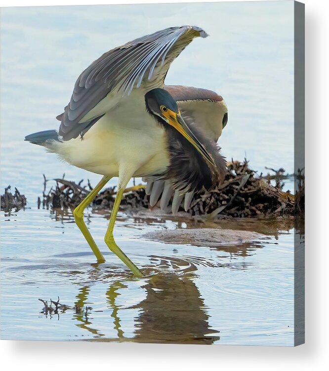 Tricolored Heron Acrylic Print featuring the photograph Tricolored Heron by Vincent Billotto