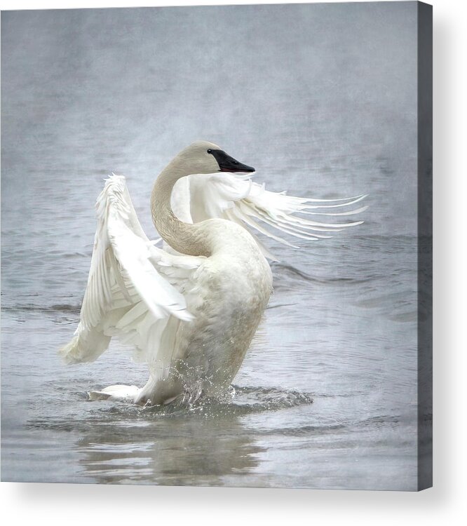 Swan Acrylic Print featuring the photograph Trumpeter Swan - Misty Display 2 by Patti Deters