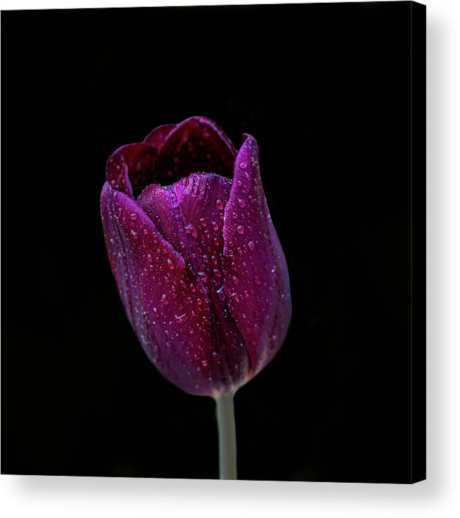 Flower Acrylic Print featuring the photograph Tulip On black by Paul Freidlund