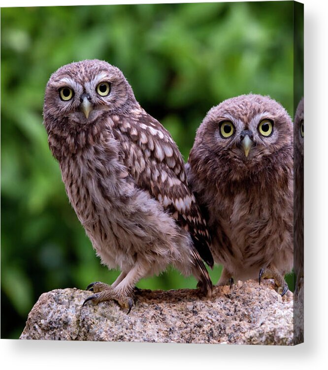 00527885 Acrylic Print featuring the photograph Two Little Owls by Marion Vollborn
