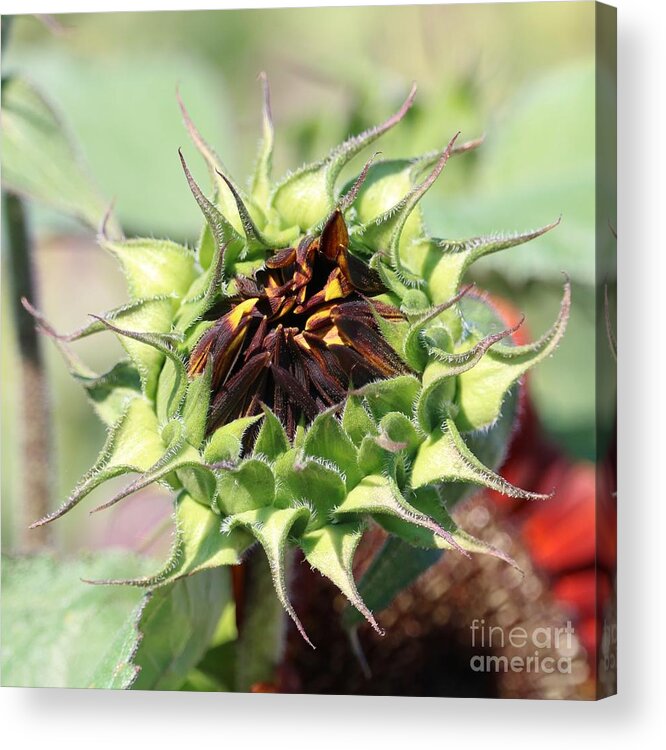 Sunflower Acrylic Print featuring the photograph Unfolding Orange Sunflower Square by Carol Groenen