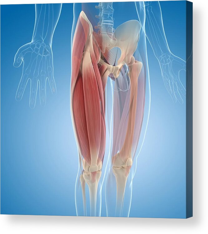 Anatomy Acrylic Print featuring the drawing Upper leg muscles, artwork by Science Photo Library - SCIEPRO