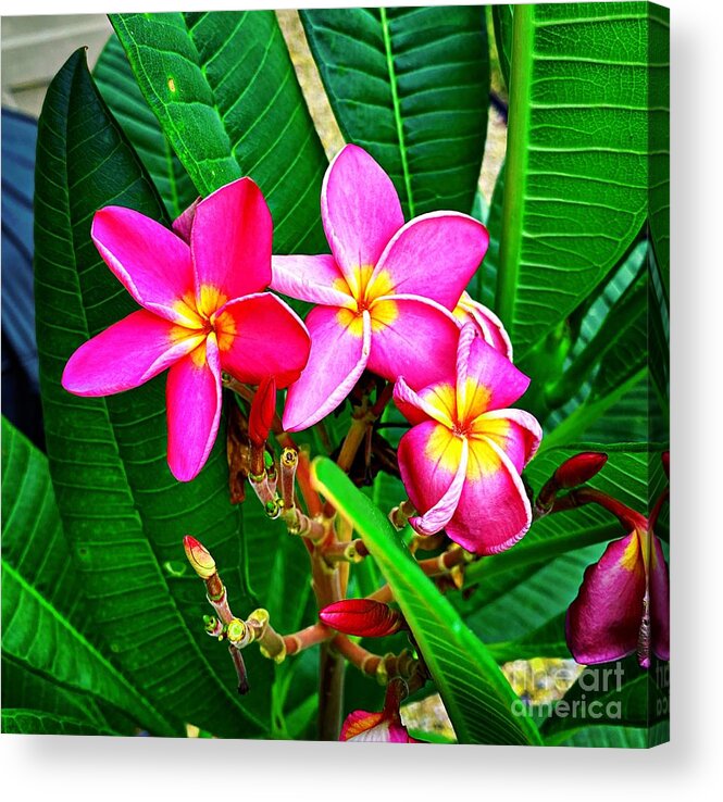 Plumeria Acrylic Print featuring the photograph Vision in Hot Pink by Charlene Adler