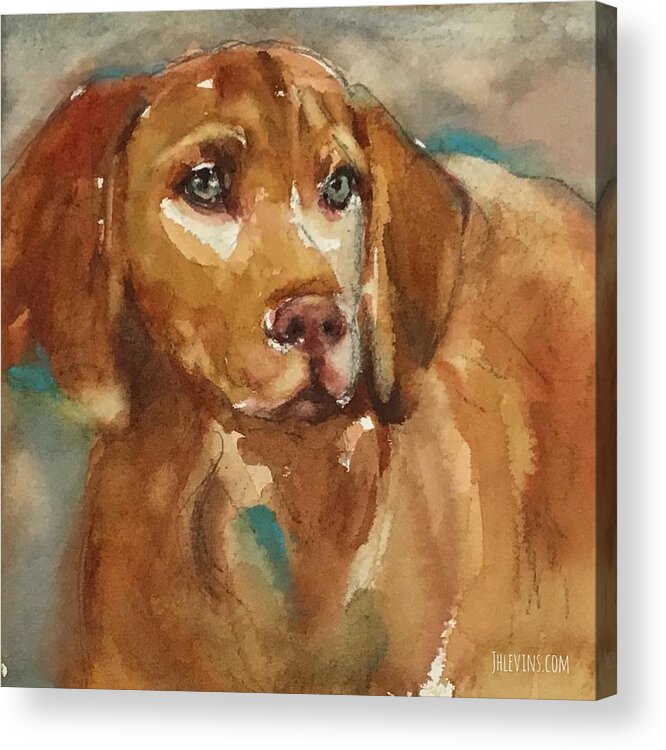 Dog Acrylic Print featuring the painting Vizsla by Judith Levins