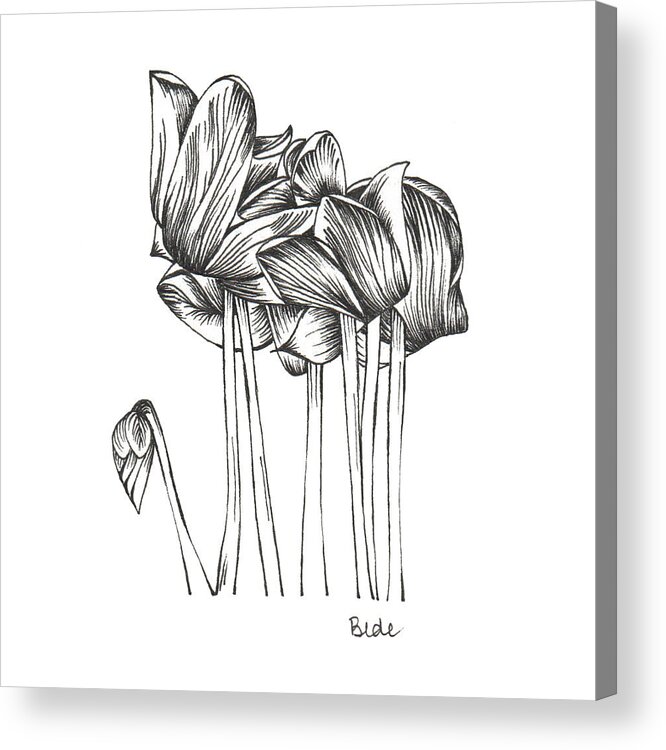 Ink Paper Cyclamen Drawing Black White Oahu Hawaii Acrylic Print featuring the drawing Wake Up In Paradise by Catherine Bede