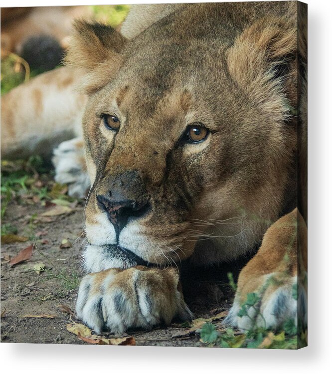 Zoo Boise Acrylic Print featuring the photograph Watchful Rest by Melissa Southern