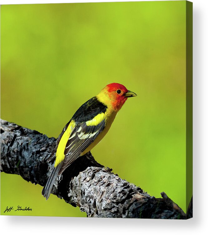 Animal Acrylic Print featuring the photograph Western Tanager by Jeff Goulden