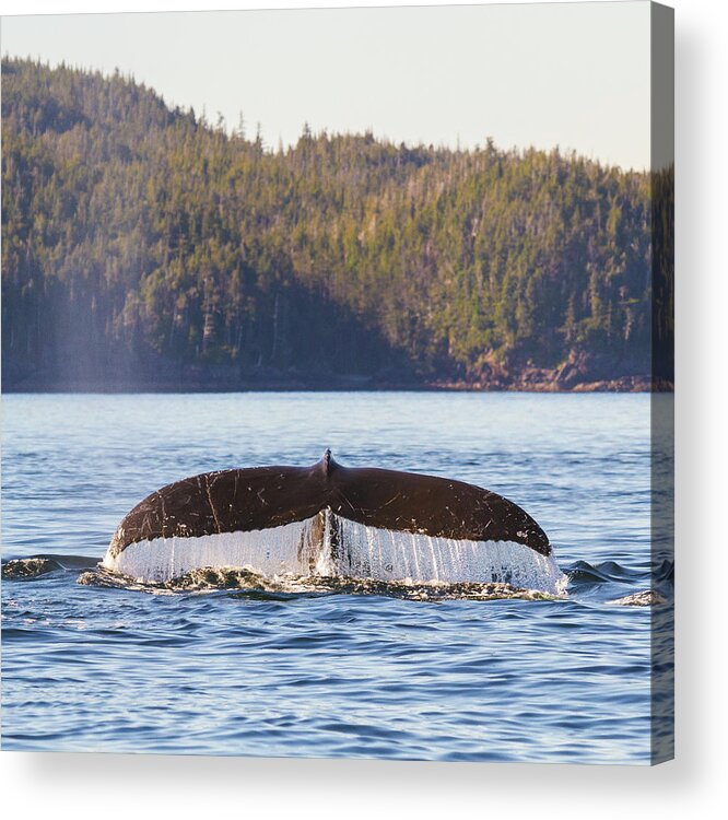Whale Tale Acrylic Print featuring the photograph Whale Tale 1 by Michael Rauwolf