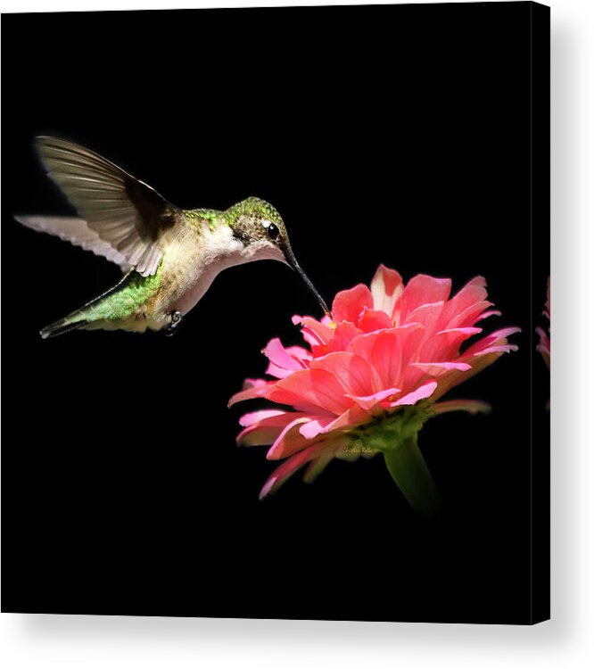 Hummingbirds Acrylic Print featuring the photograph Whispering Hummingbird Square by Christina Rollo