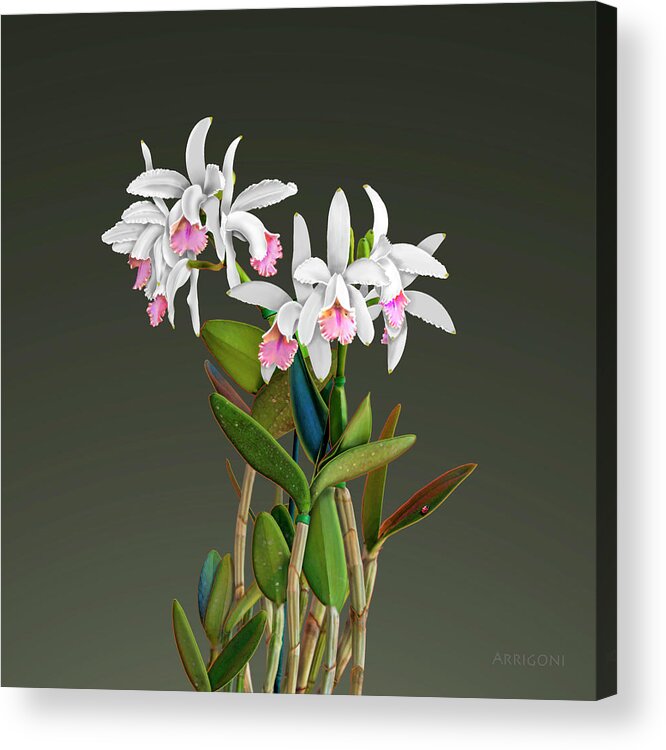 White Cattleya Orchids Acrylic Print featuring the painting White Cattleya Orchids by David Arrigoni