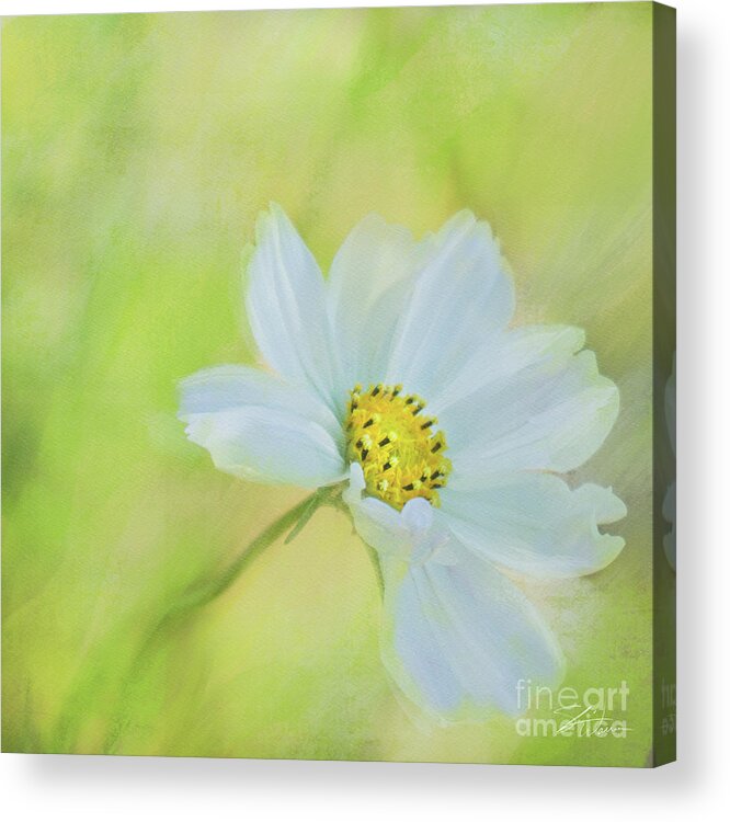 Cosmos Acrylic Print featuring the mixed media White Cosmos Dreams I by Shari Warren