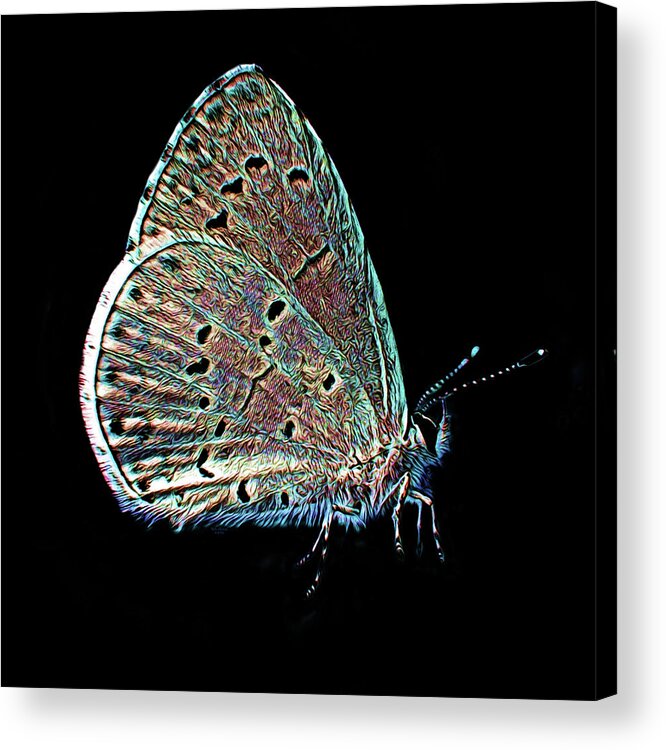 Art Acrylic Print featuring the digital art Wild Butterfly on Black Background by Artful Oasis