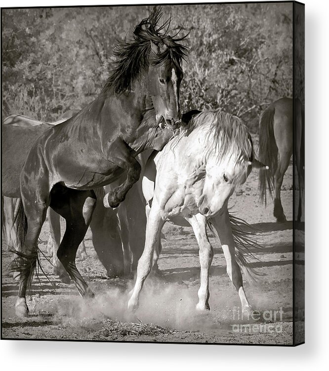Wild Acrylic Print featuring the photograph WIld Horses Sparring by Martin Konopacki