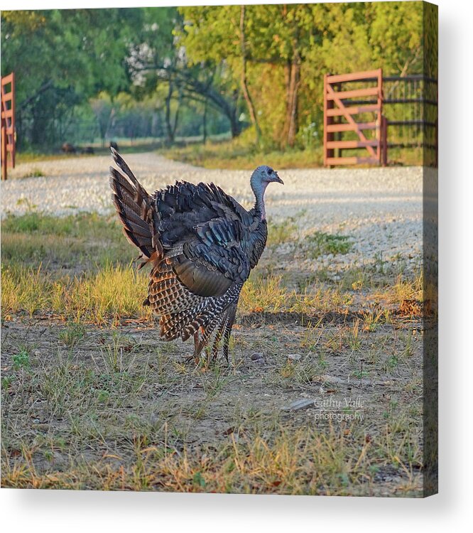 Wild Turkey Acrylic Print featuring the photograph Wild Turkey by Cathy Valle